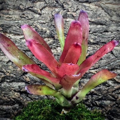 Neoregelia Bromeliad - 696 x Charm