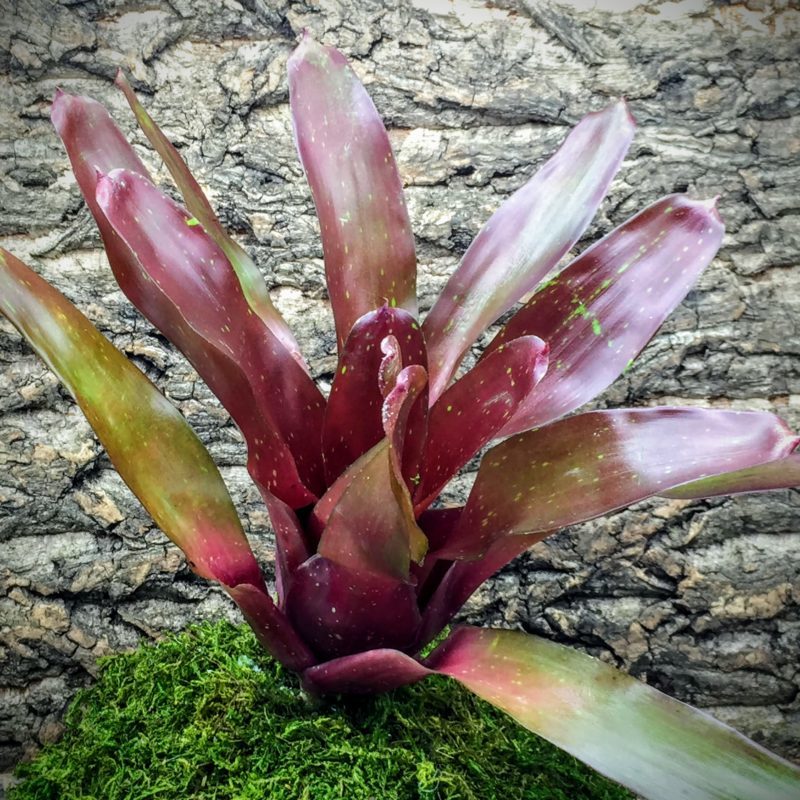 Neoregelia Bromeliad - Jewelry Shop x Fireball