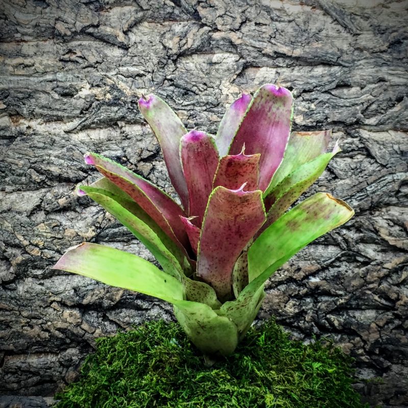 Neoregelia Bromeliad Aura