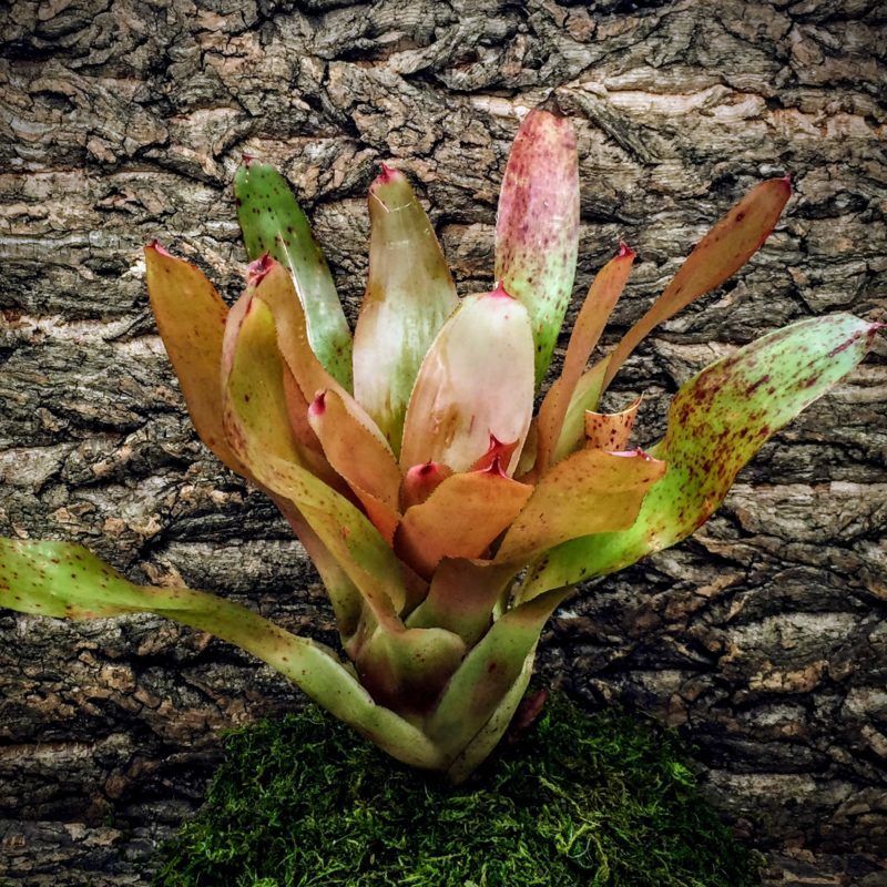 Neoregelia Bromeliad - Topaz