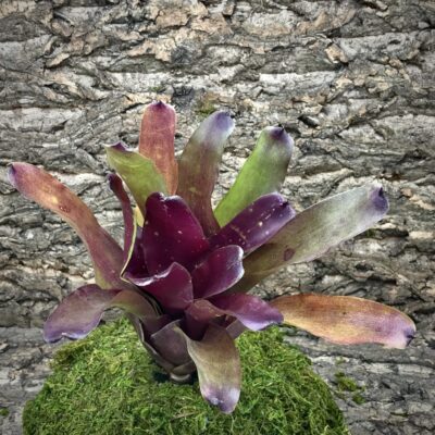 Neoregelia Bromeliad - Aztec x Fireball