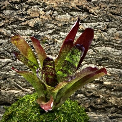 Neoregelia Bromeliad - Barbie