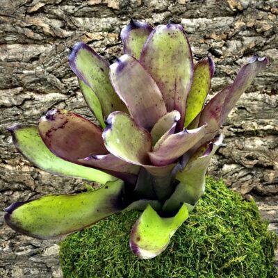 Neoregelia Bromeliad - Big Mac x Fireball