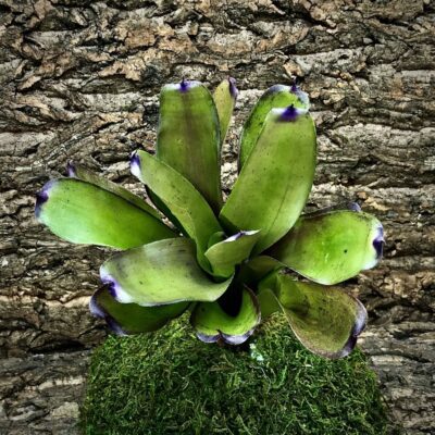 Neoregelia Bromeliad - Big Mac x Fireball