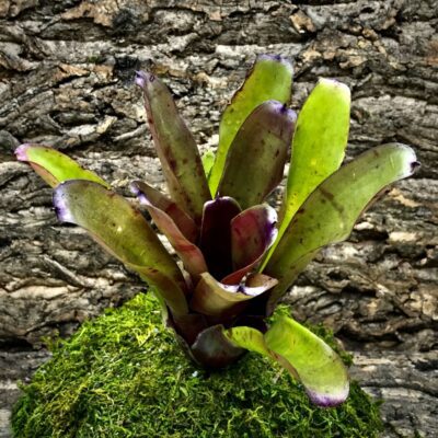 Neoregelia Bromeliad - Brandy Wine