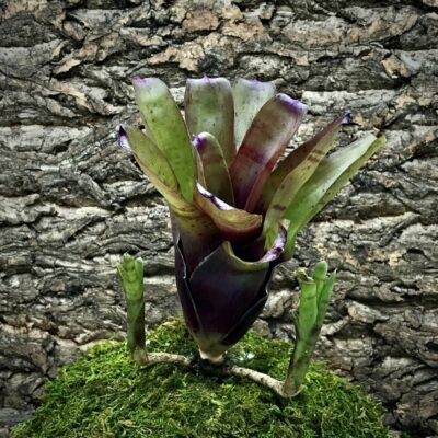 Neoregelia Bromeliad Brandy Wine