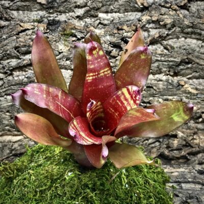 Neoregelia Bromeliad - Break of Day