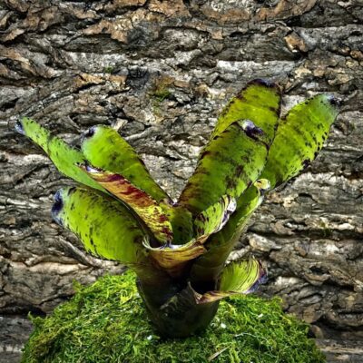 Neoregelia Bromeliad - Burgundy Cherry
