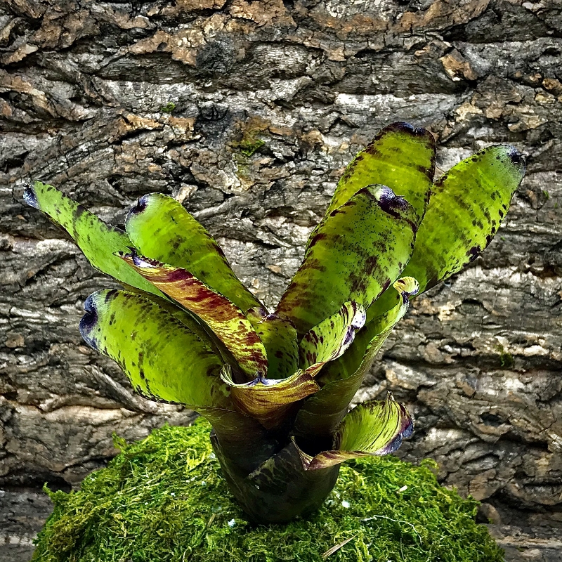 Neoregelia Bromeliad - Burgundy Cherry