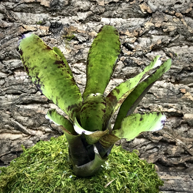 Neoregelia Bromeliad - Burgundy Cherry