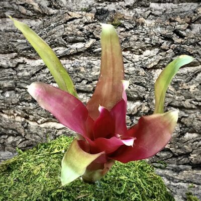 Neoregelia Bromeliad - Caroline