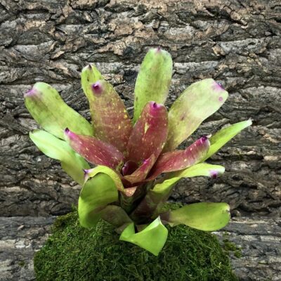 Neoregelia Bromeliad - Chubby x Treasure Chest