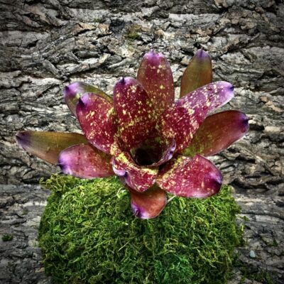 Neoregelia Bromeliad - Chubby x Treasure Chest
