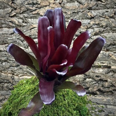 Neoregelia Bromeliad - Compacta x Fireball