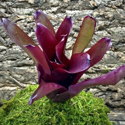 Neoregelia Bromeliad - Dexter's Pride x Fireball
