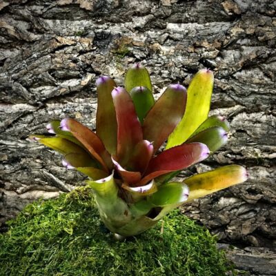 Neoregelia Bromeliad - Echo