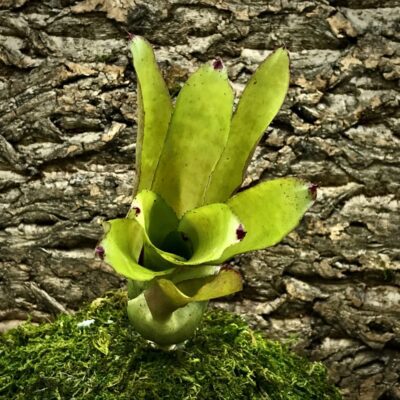 Neoregelia Bromeliad - Eltoniana x Olens (2)