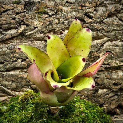Neoregelia Bromeliad - Eltoniana x Olens