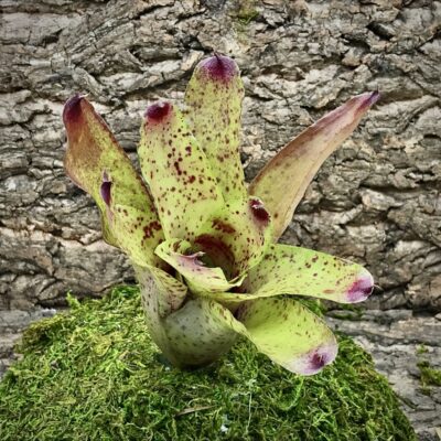 Neoregelia Bromeliad - Fanfare
