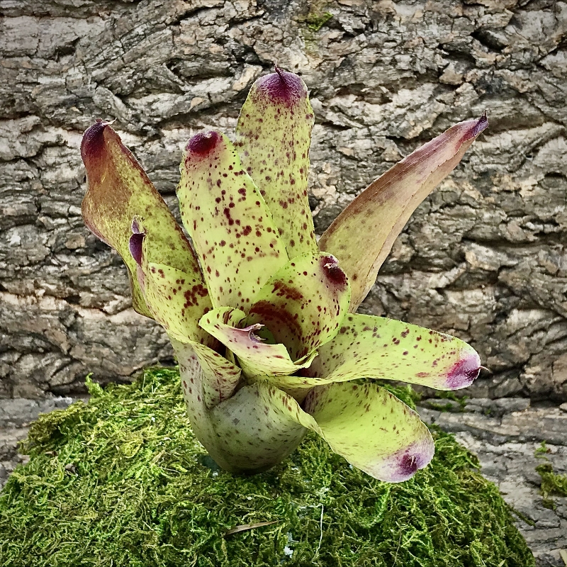 Neoregelia Bromeliad - Fanfare