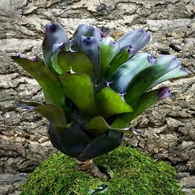 Neoregelia Bromeliad - Fireball x Coriacea