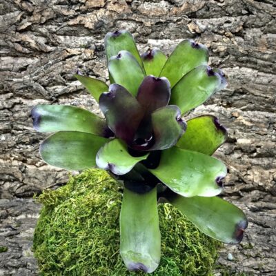 Neoregelia Bromeliad - Fireball x Coriacea