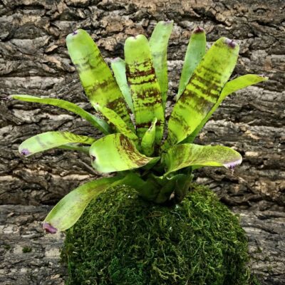 Neoregelia Bromeliad - Fishnet