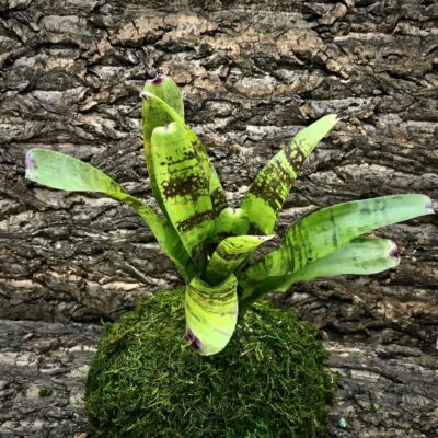 Neoregelia Bromeliad - Fishnet