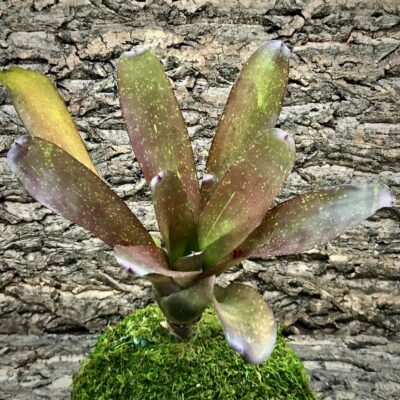 Neoregelia Bromeliad - Fluminensis x Compacta