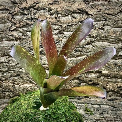 Neoregelia Bromeliad - Fluminensis x Compacta