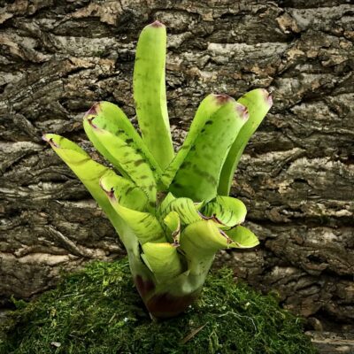 Neoregelia Bromeliad - Green Hornet