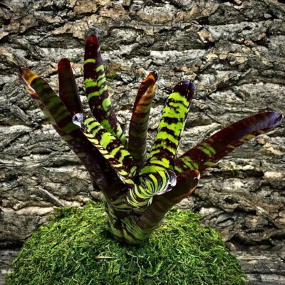 Neoregelia Bromeliad – Guacamole