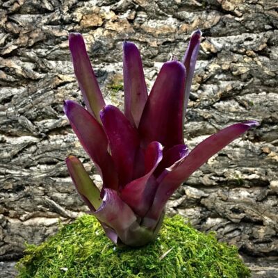 Neoregelia Bromeliad - Gypsy Lady