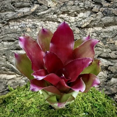 Neoregelia Bromeliad - Hokulea