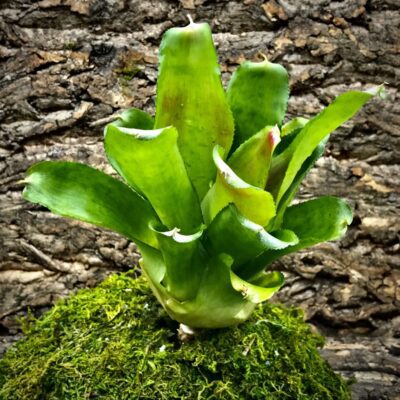 Neoregelia Bromeliad - Honour Bright (2)