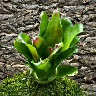 Neoregelia Bromeliad - Honour Bright