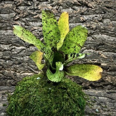Neoregelia Bromeliad - Kamikaze x Pauciflora