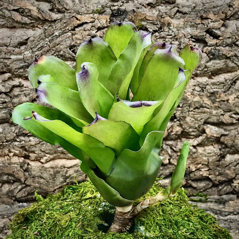 Neoregelia Bromeliad - Kathleen x Fireball