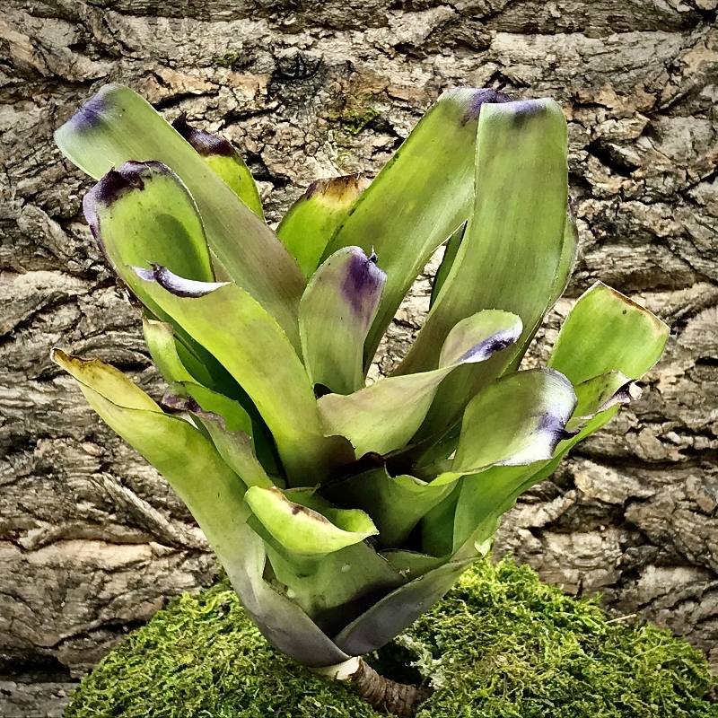 Neoregelia Bromeliad - Kathleen x Fireball