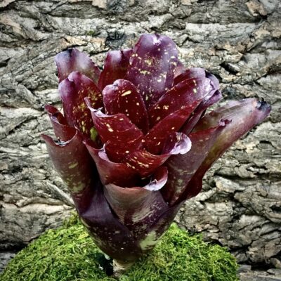 Neoregelia Bromeliad - Lamberts Pride x Clarise