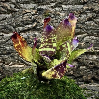 Neoregelia Bromeliad - Little Rose