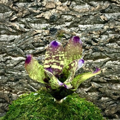 Neoregelia Bromeliad - Little Rose