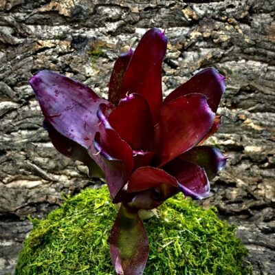 Neoregelia Bromeliad - Maid of Honour