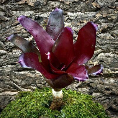 Neoregelia Bromeliad - Maid of Honour
