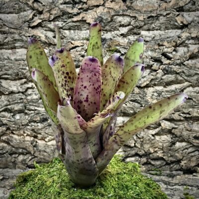 Neoregelia Bromeliad - Marzipan