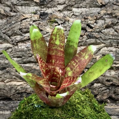 Neoregelia Bromeliad - Mercury in Love
