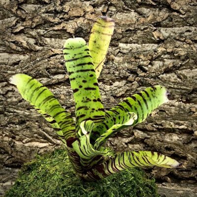 Neoregelia Bromeliad - Morse Code