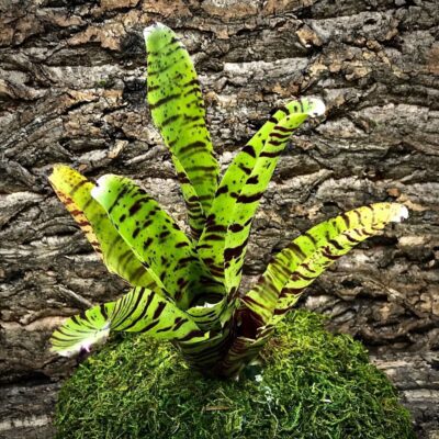 Neoregelia Bromeliad - Morse Code