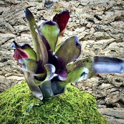 Neoregelia Bromeliad - Nelson x Fireball