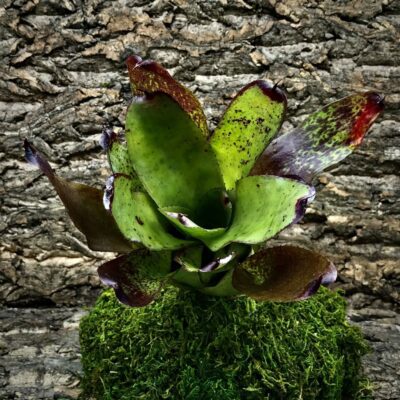 Neoregelia Bromeliad - Olens x Concentrica